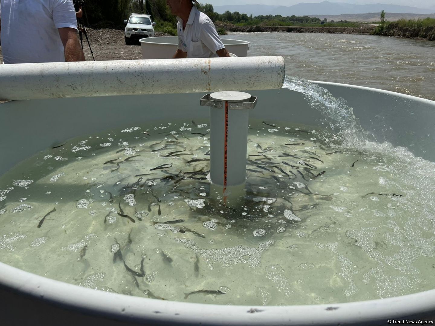 Tiny brook trout fishes released into Hakari river in Azerbaijan's Zangilan (PHOTO)