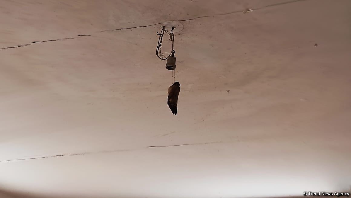 Another Armenian barbarism: walls of house smeared with pig blood in Azerbaijan's Zabukh (PHOTO)