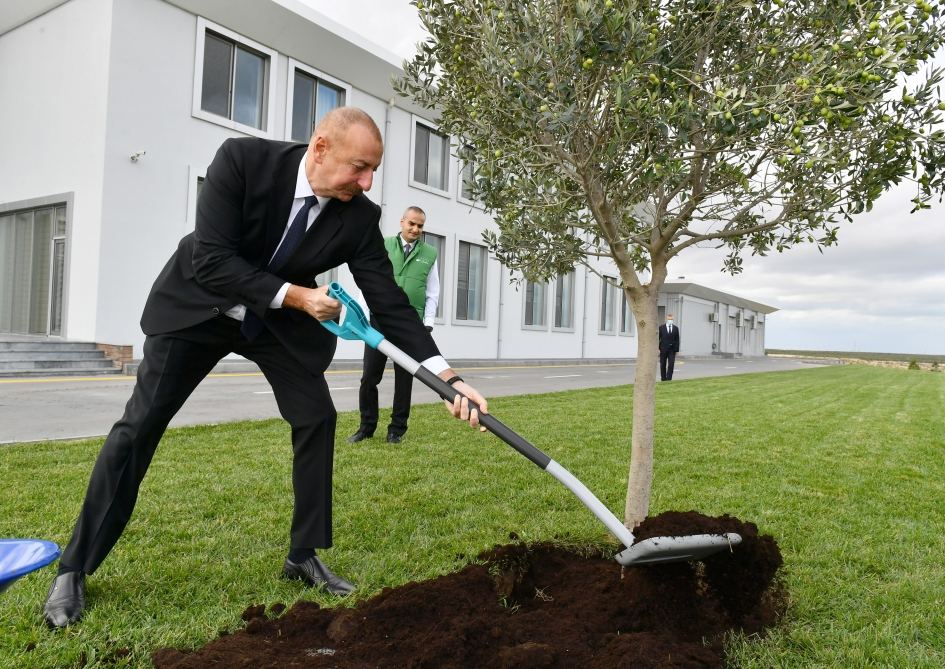 President Ilham Aliyev attends opening of olive oil and table olive products processing plant in Zira settlement (PHOTO/VIDEO)
