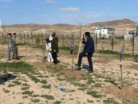 Fruit trees planted in Aghali village of Azerbaijan's liberated Zangilan district on Victory Day (PHOTO)