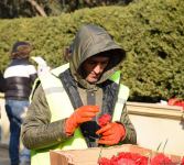 Baku prepares for commemoration of 33rd anniversary of January 20 tragedy (PHOTO)