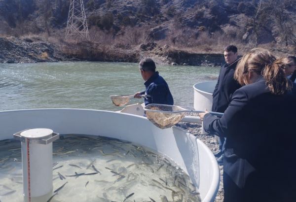 Brook trouts released into Hakari river in Azerbaijan's Lachin district (PHOTO)