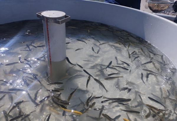 Azerbaijan reveals total number of fish released into water bodies in liberated areas