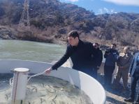Brook trouts released into Hakari river in Azerbaijan's Lachin district (PHOTO)