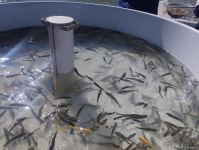 Brook trouts released into Hakari river in Azerbaijan's Lachin district (PHOTO)