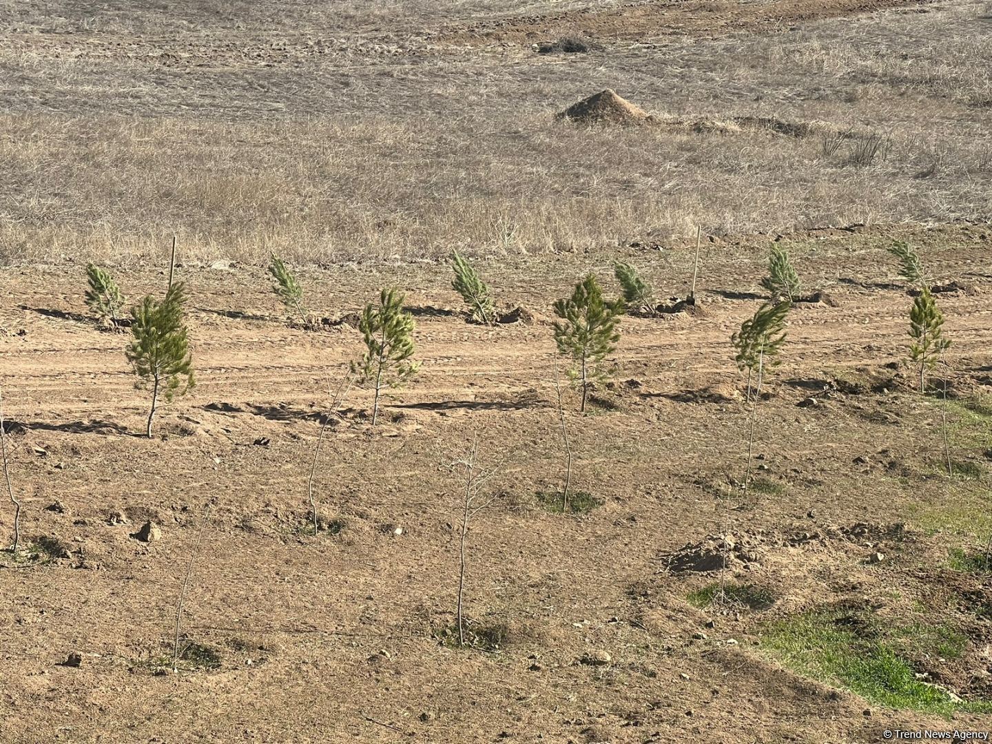 Tree-planting in Azerbaijan's Jabrayil as part of establishing forest park complex continues (PHOTO)