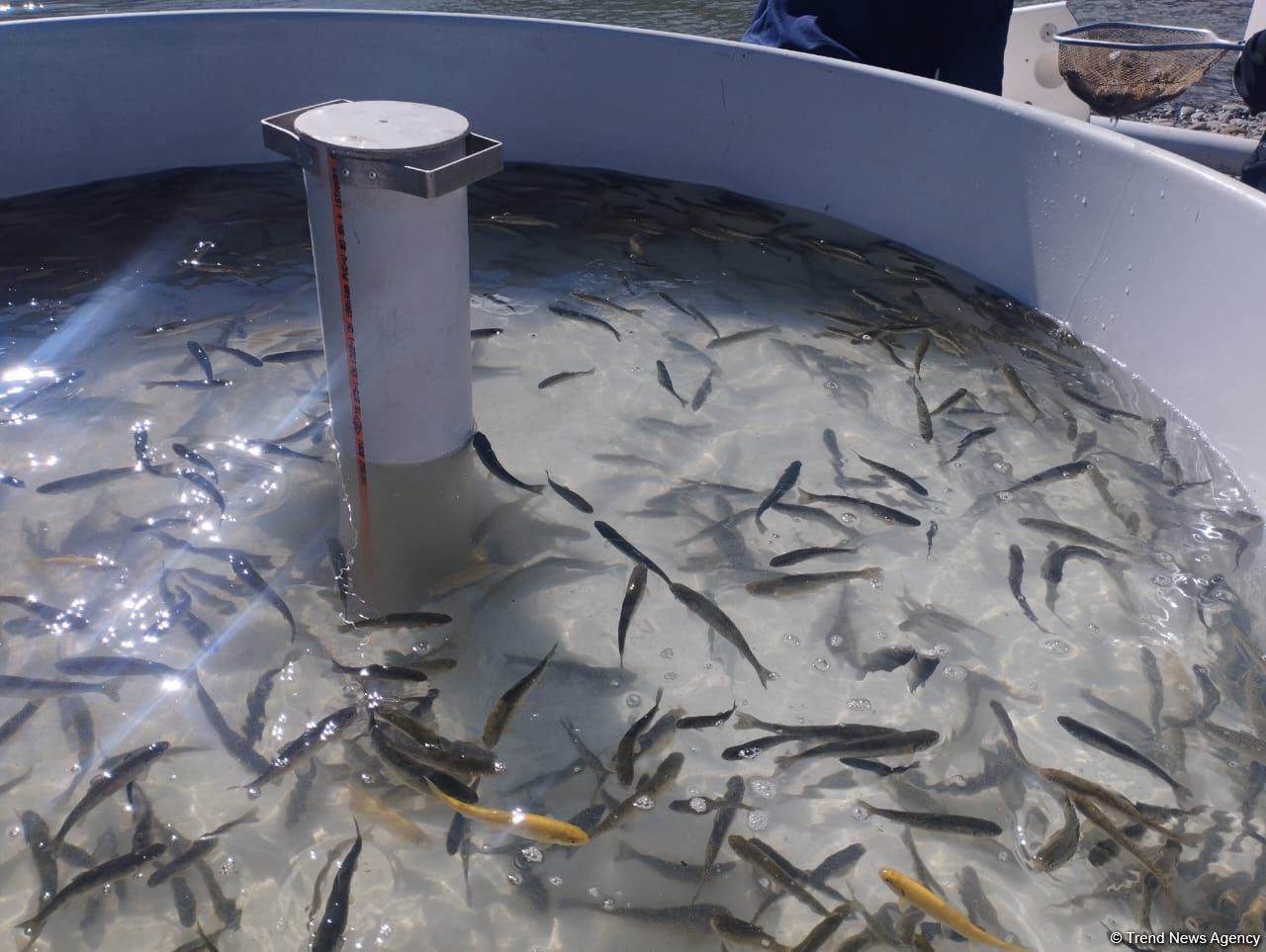 Brook trouts released into Hakari river in Azerbaijan's Lachin district (PHOTO)