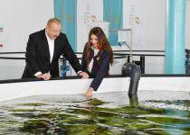 President Ilham Aliyev, First Lady Mehriban Aliyeva view conditions created at Sturgeon Breeding Farm owned by “Azerbaijan Fish Farm” LLC in Yenikand village, Neftchala (PHOTO/VIDEO)