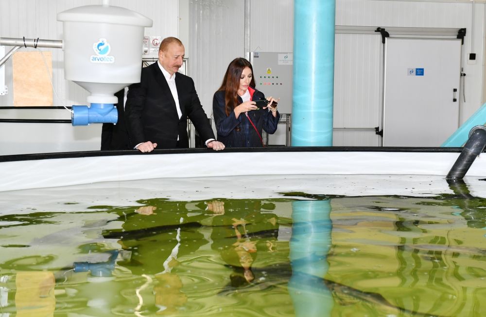 President Ilham Aliyev, First Lady Mehriban Aliyeva view conditions created at Sturgeon Breeding Farm owned by “Azerbaijan Fish Farm” LLC in Yenikand village, Neftchala (PHOTO/VIDEO)