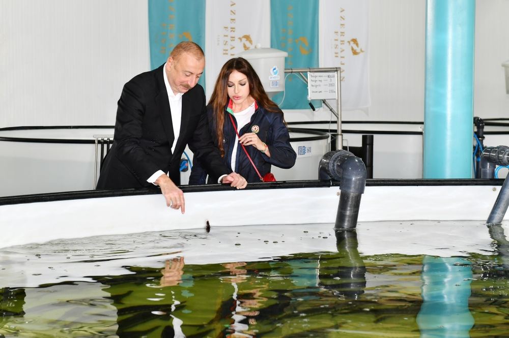 President Ilham Aliyev, First Lady Mehriban Aliyeva view conditions created at Sturgeon Breeding Farm owned by “Azerbaijan Fish Farm” LLC in Yenikand village, Neftchala (PHOTO/VIDEO)