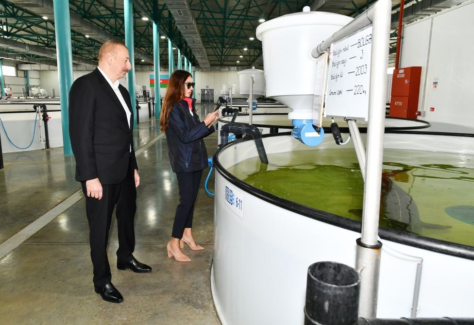 President Ilham Aliyev, First Lady Mehriban Aliyeva view conditions created at Sturgeon Breeding Farm owned by “Azerbaijan Fish Farm” LLC in Yenikand village, Neftchala (PHOTO/VIDEO)