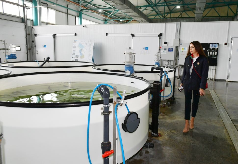 President Ilham Aliyev, First Lady Mehriban Aliyeva view conditions created at Sturgeon Breeding Farm owned by “Azerbaijan Fish Farm” LLC in Yenikand village, Neftchala (PHOTO/VIDEO)