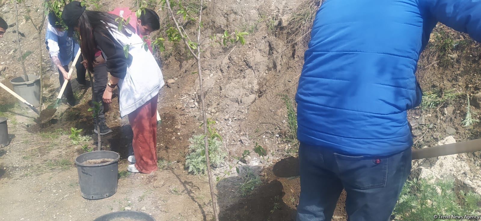 Azerbaijani eco-activists plant trees in temporarily suspended peaceful protest area on Lachin-Khankendi road (PHOTO)