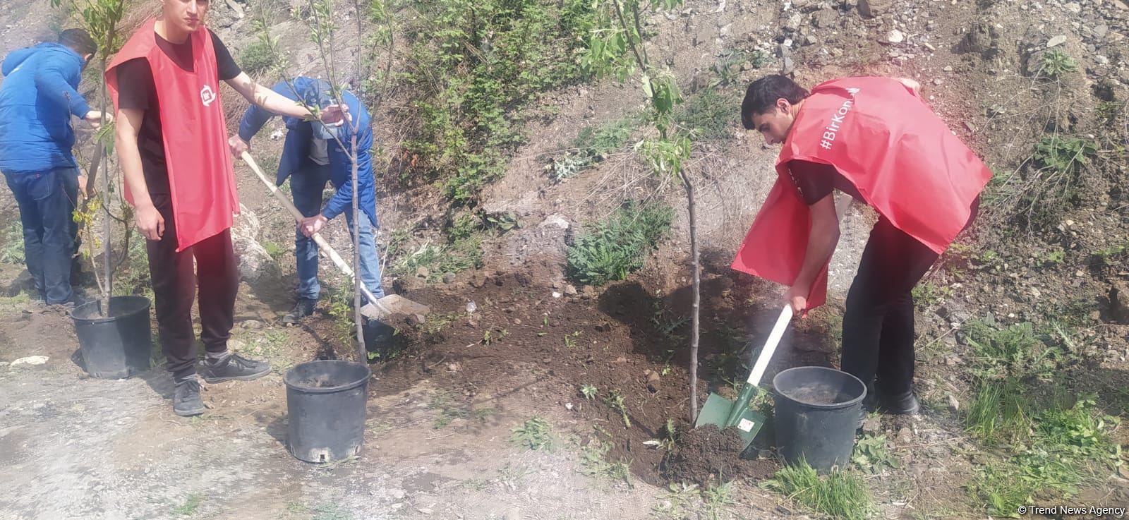 Azerbaijani eco-activists plant trees in temporarily suspended peaceful protest area on Lachin-Khankendi road (PHOTO)
