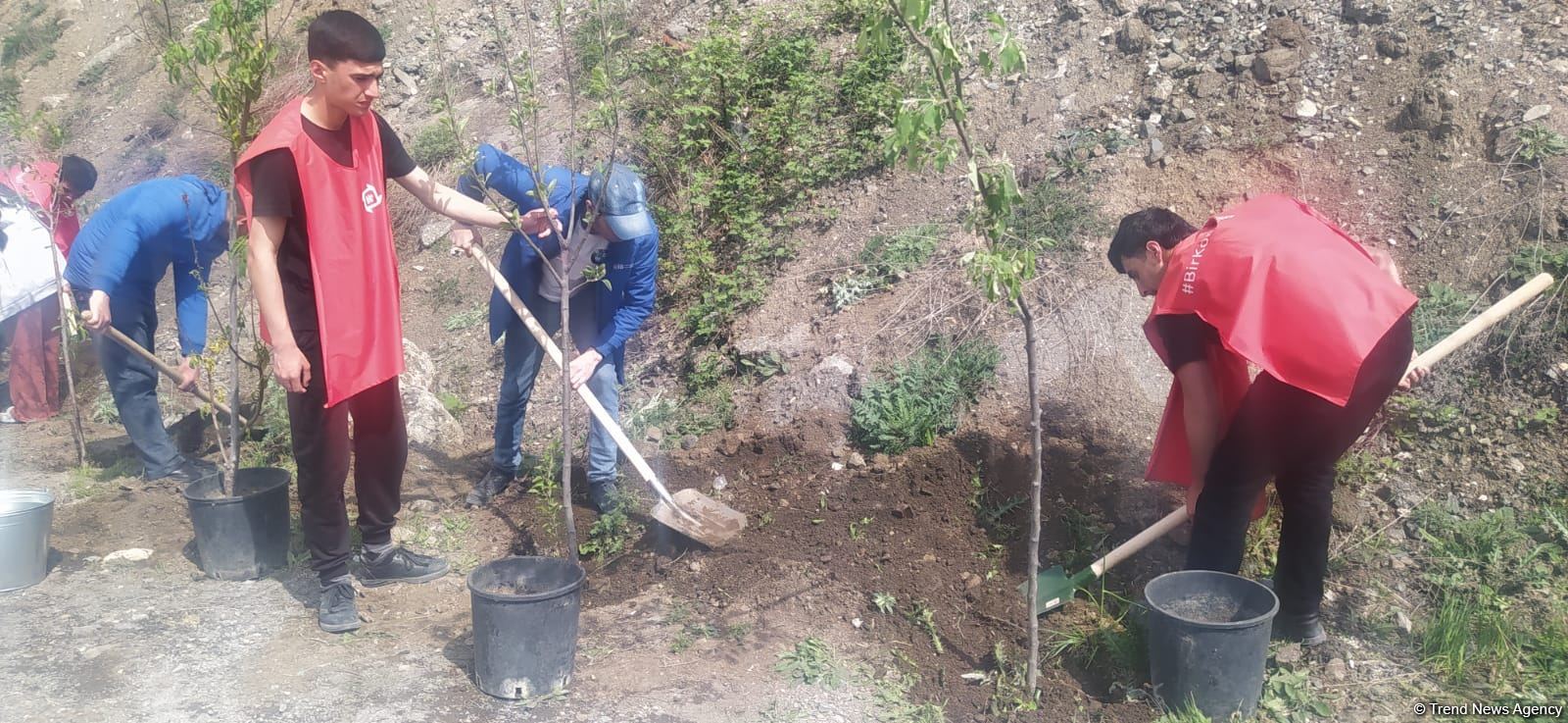 Azerbaijani eco-activists plant trees in temporarily suspended peaceful protest area on Lachin-Khankendi road (PHOTO)