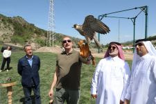 President Ilham Aliyev attends ceremonies of releasing East Caucasian turs and falcons into wild, fish into Khakari River in Lachin district (PHOTO/VIDEO)
