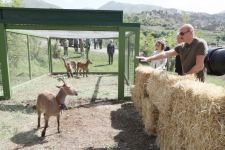 President Ilham Aliyev attends ceremonies of releasing East Caucasian turs and falcons into wild, fish into Khakari River in Lachin district (PHOTO/VIDEO)