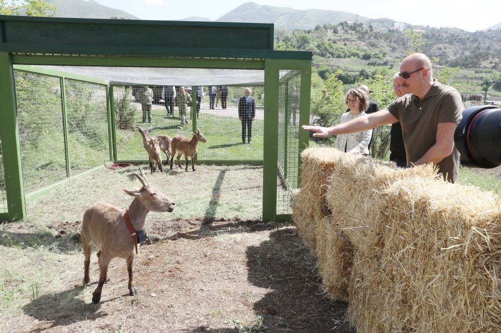 President Ilham Aliyev attends ceremonies of releasing East Caucasian turs and falcons into wild, fish into Khakari River in Lachin district (PHOTO/VIDEO)