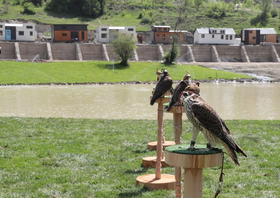 President Ilham Aliyev attends ceremonies of releasing East Caucasian turs and falcons into wild, fish into Khakari River in Lachin district (PHOTO/VIDEO)