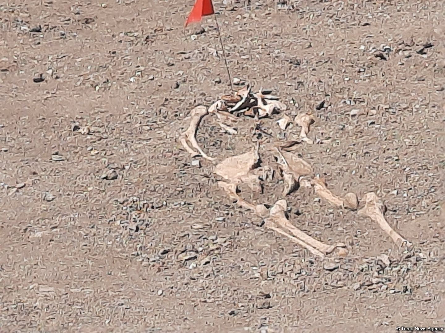 Found human remains attest to their grim murder - Azerbaijani Military Prosecutor's Office