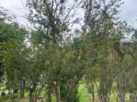 Photo report from Sugovushan - one of beautiful spots in Azerbaijan's Karabakh (VIDEO)