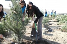 Tree planting action passes in Nizami district of Baku with participation of Vice President of Heydar Aliyev Foundation Leyla Aliyeva (PHOTO)
