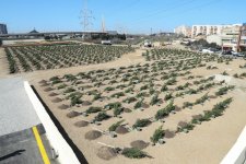 Tree planting action passes in Nizami district of Baku with participation of Vice President of Heydar Aliyev Foundation Leyla Aliyeva (PHOTO)