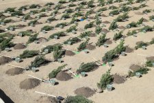 Tree planting action passes in Nizami district of Baku with participation of Vice President of Heydar Aliyev Foundation Leyla Aliyeva (PHOTO)