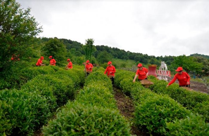 Azerbaijan boosts tea production and trade