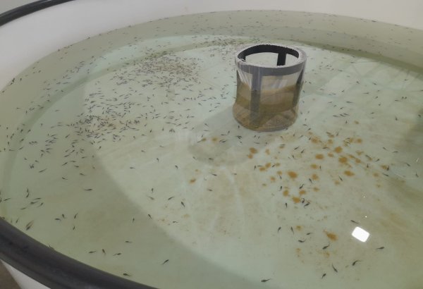 Fish production in Tajikistan taking nosedive