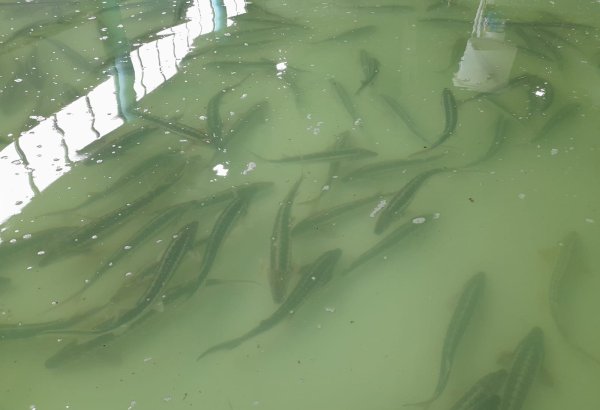 Kyrgyzstan develops fish industry with new hatchery in Alamudun
