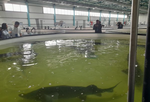 Tajikistan sees increase in aquaculture production