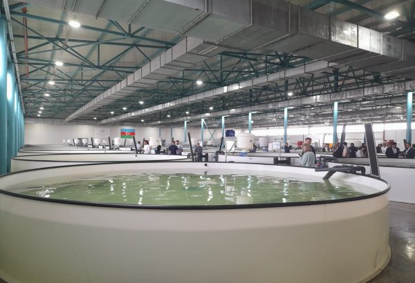 Int'l Biodiversity Day sees Azerbaijan Fish Farm let sturgeon fry into Caspian Sea (PHOTO)
