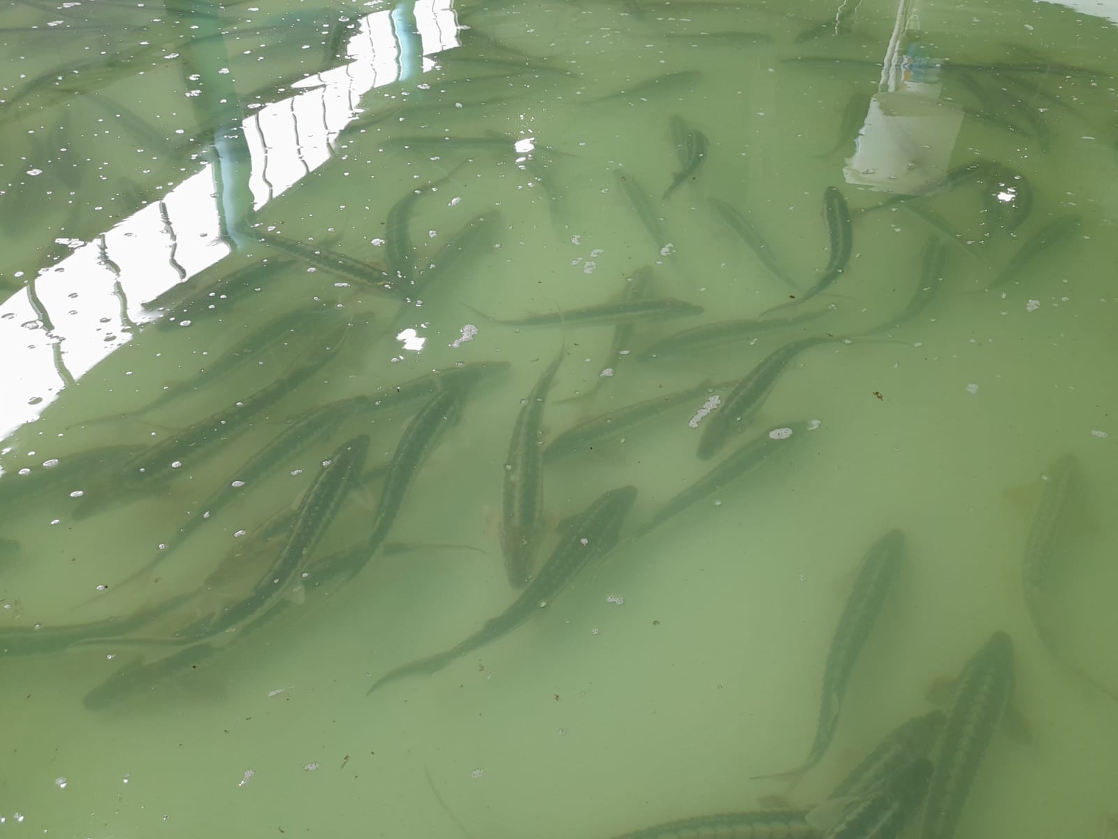 Int'l Biodiversity Day sees Azerbaijan Fish Farm let sturgeon fry into Caspian Sea (PHOTO)