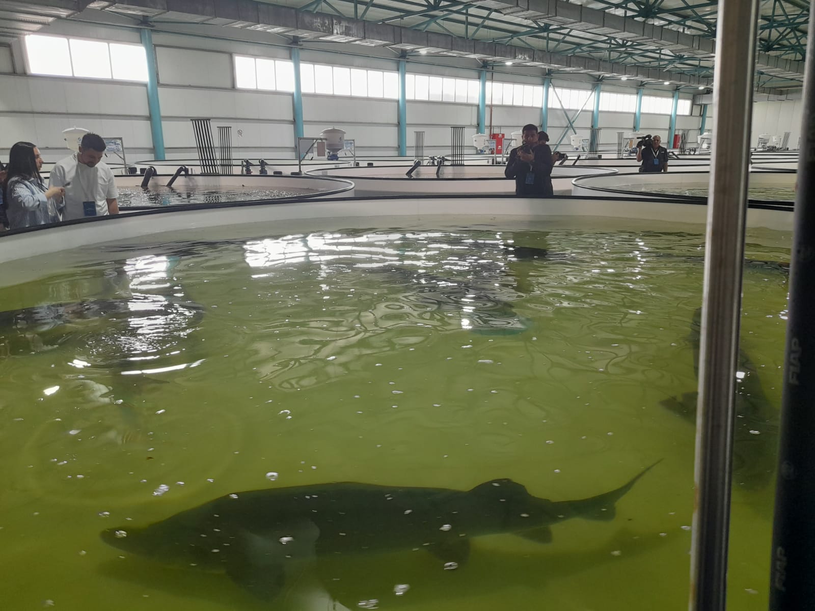 Int'l Biodiversity Day sees Azerbaijan Fish Farm let sturgeon fry into Caspian Sea (PHOTO)