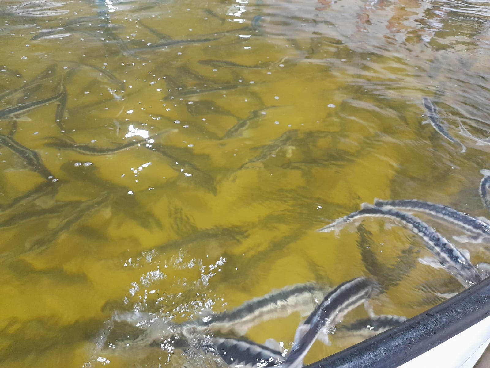 Int'l Biodiversity Day sees Azerbaijan Fish Farm let sturgeon fry into Caspian Sea (PHOTO)