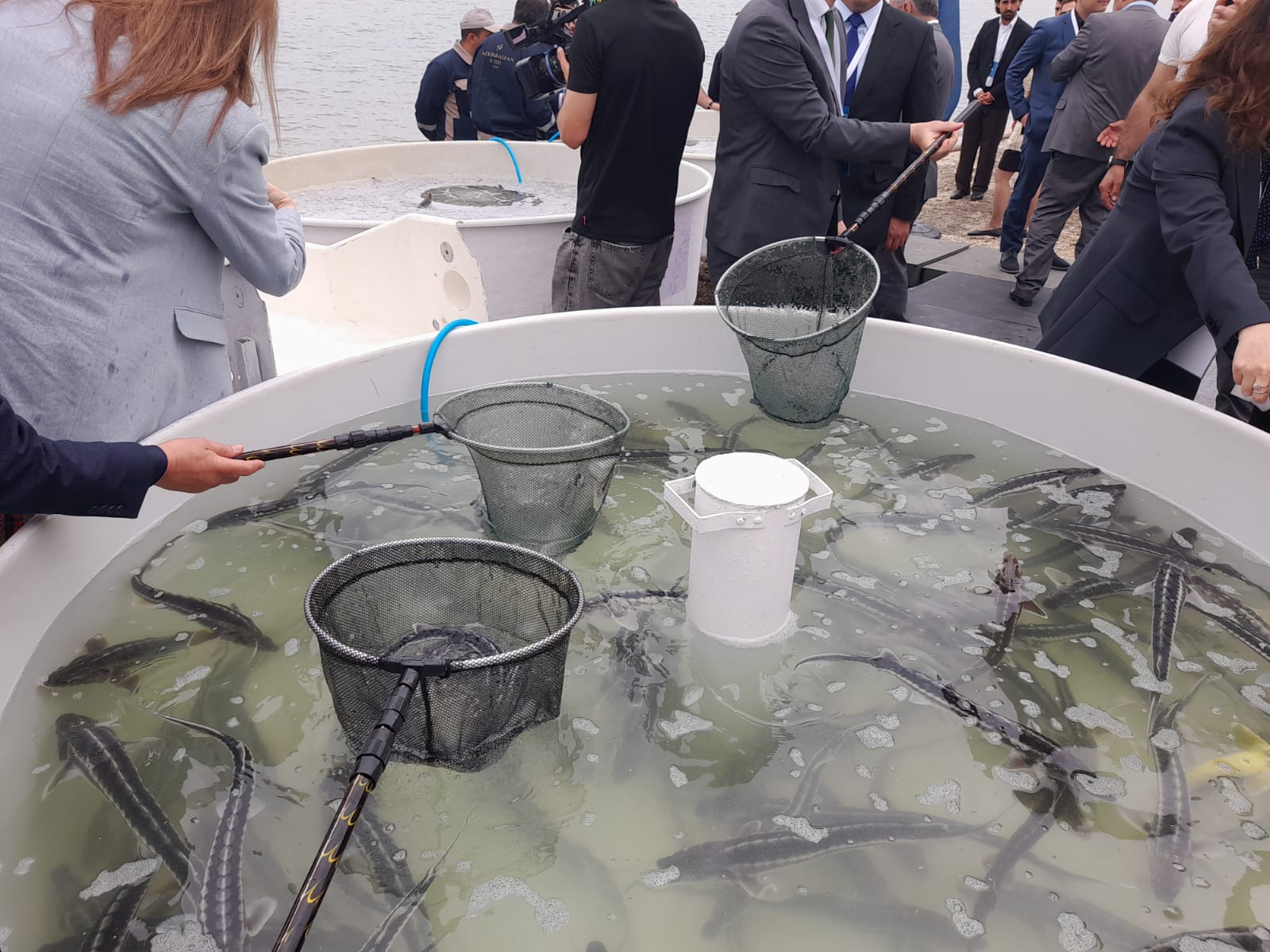 Int'l Biodiversity Day sees Azerbaijan Fish Farm let sturgeon fry into Caspian Sea (PHOTO)