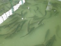 Int'l Biodiversity Day sees Azerbaijan Fish Farm let sturgeon fry into Caspian Sea (PHOTO)