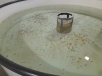 Int'l Biodiversity Day sees Azerbaijan Fish Farm let sturgeon fry into Caspian Sea (PHOTO)