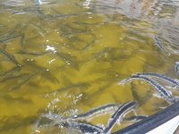 Int'l Biodiversity Day sees Azerbaijan Fish Farm let sturgeon fry into Caspian Sea (PHOTO)