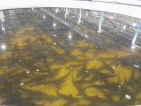 Int'l Biodiversity Day sees Azerbaijan Fish Farm let sturgeon fry into Caspian Sea (PHOTO)