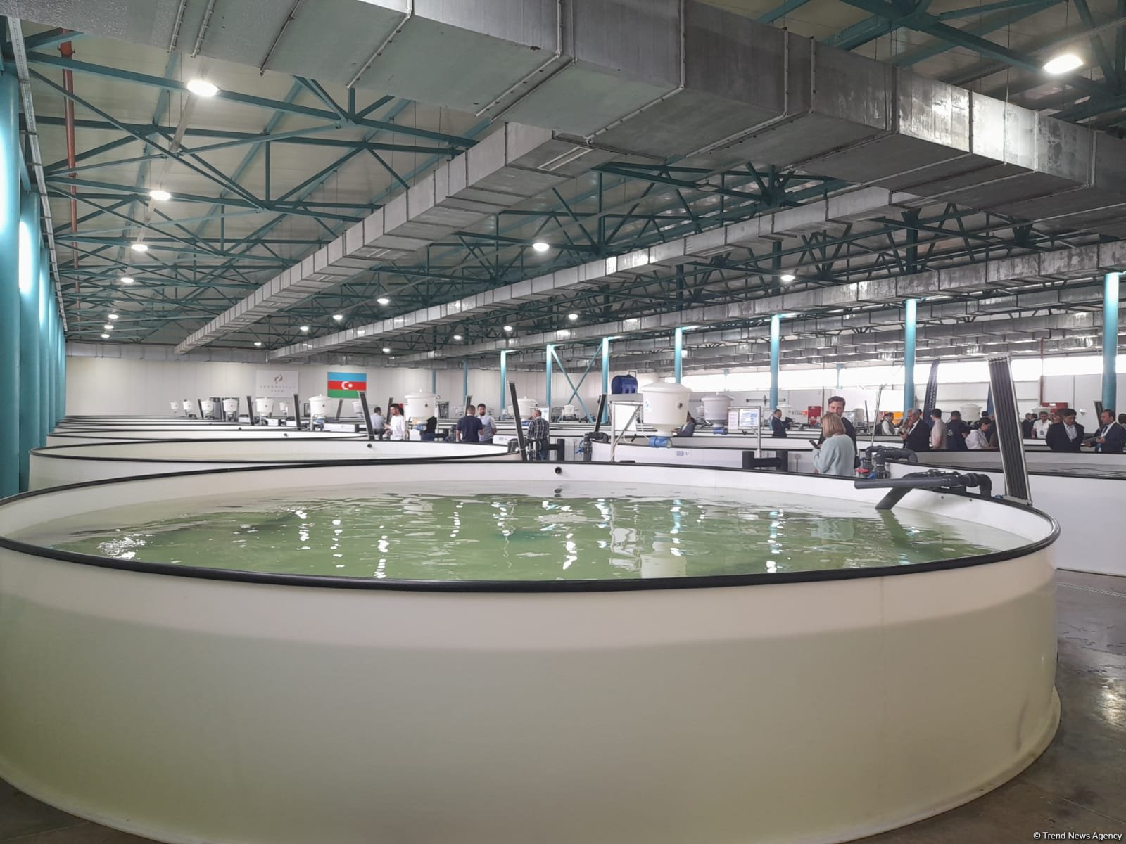 Int'l Biodiversity Day sees Azerbaijan Fish Farm let sturgeon fry into Caspian Sea (PHOTO)