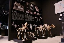 Azerbaijan unveils Mud Volcanoes Tourist Complex ticket prices (PHOTO)