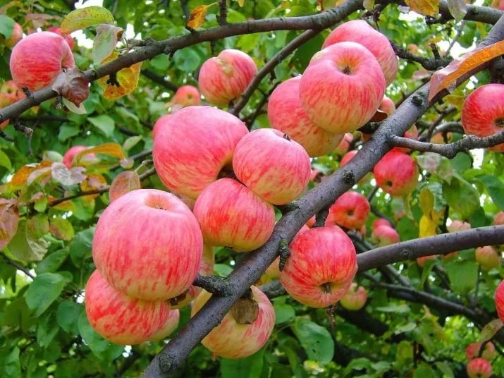 Uzbekistan's apple export volume surges in 5M2024