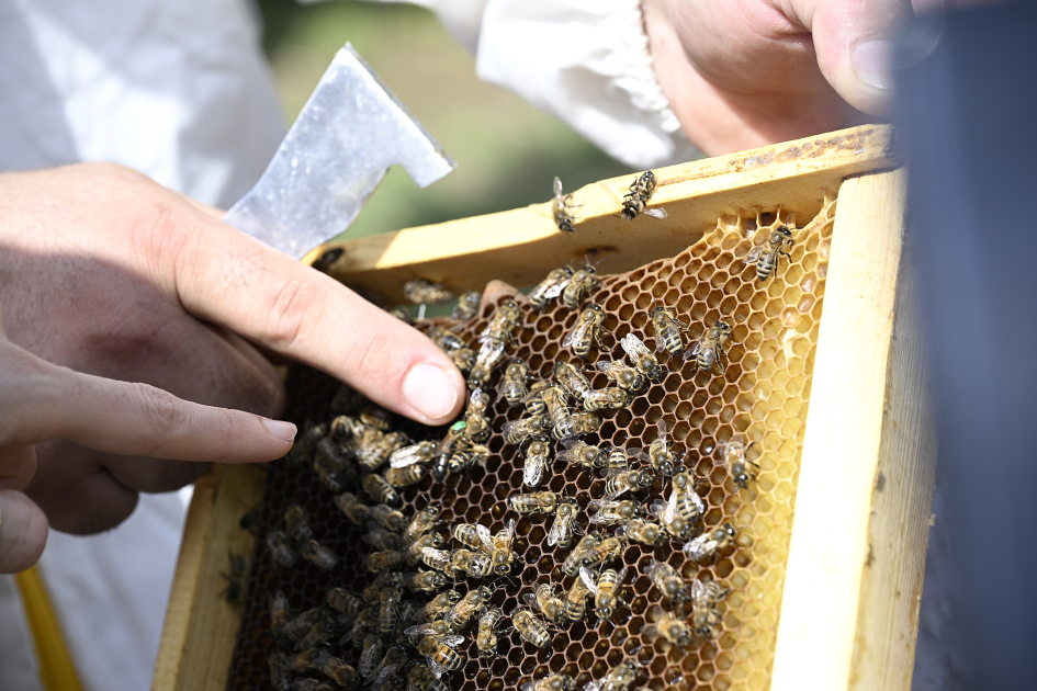 Vice-President of Heydar Aliyev Foundation Leyla Aliyeva meets participants of “Young beekeeper" project in Gabala (PHOTO)