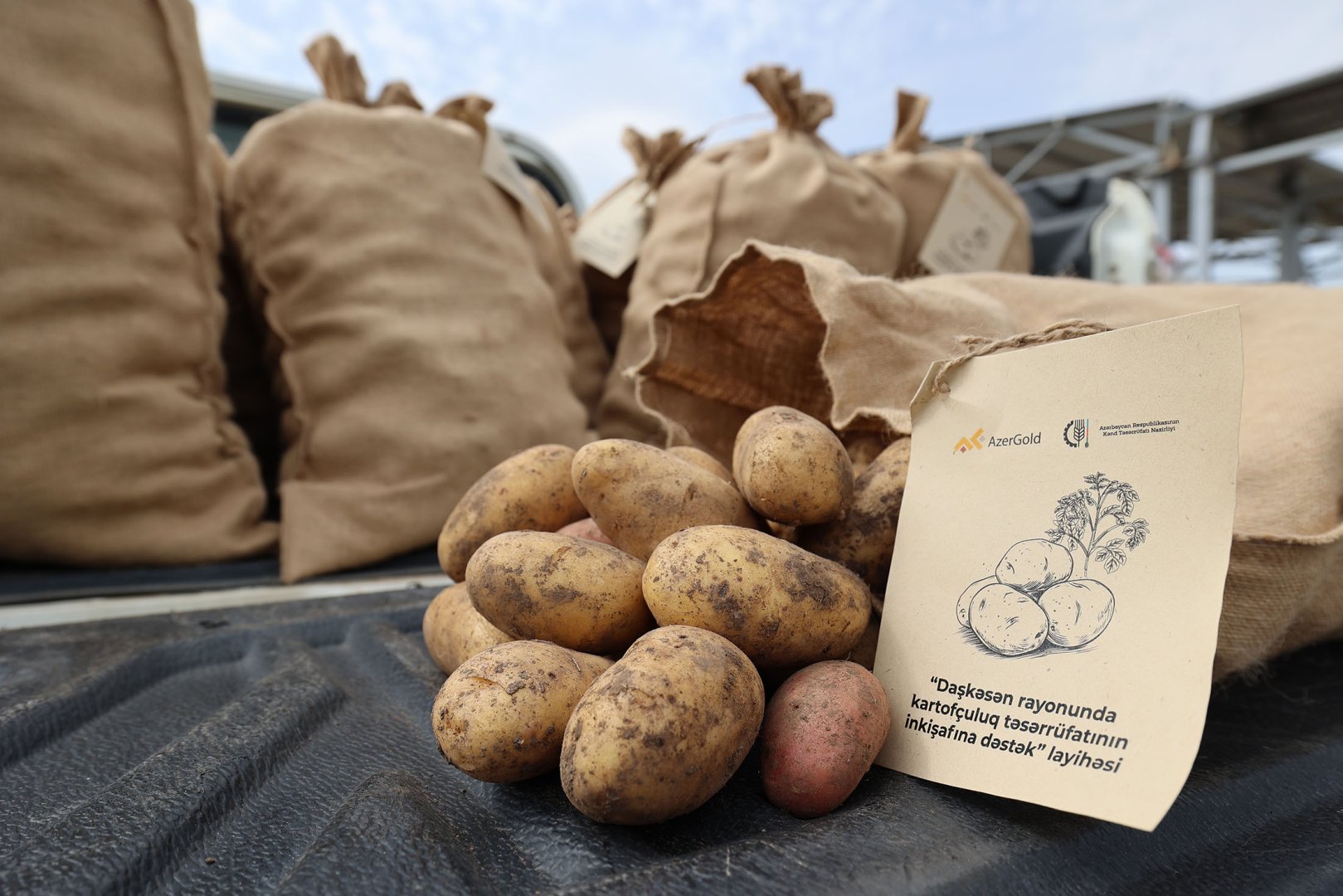 Support for dev't of potato farming in Dashkasan project of AzerGold CJSC finished successfully (PHOTO/VIDEO)