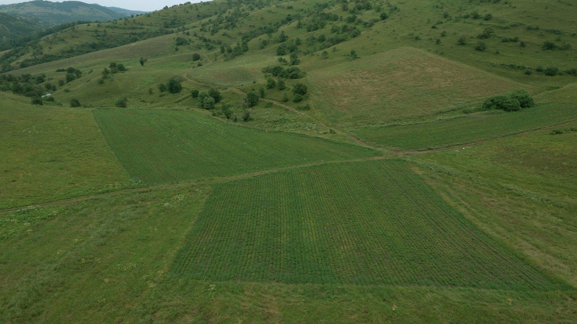 Support for dev't of potato farming in Dashkasan project of AzerGold CJSC finished successfully (PHOTO/VIDEO)