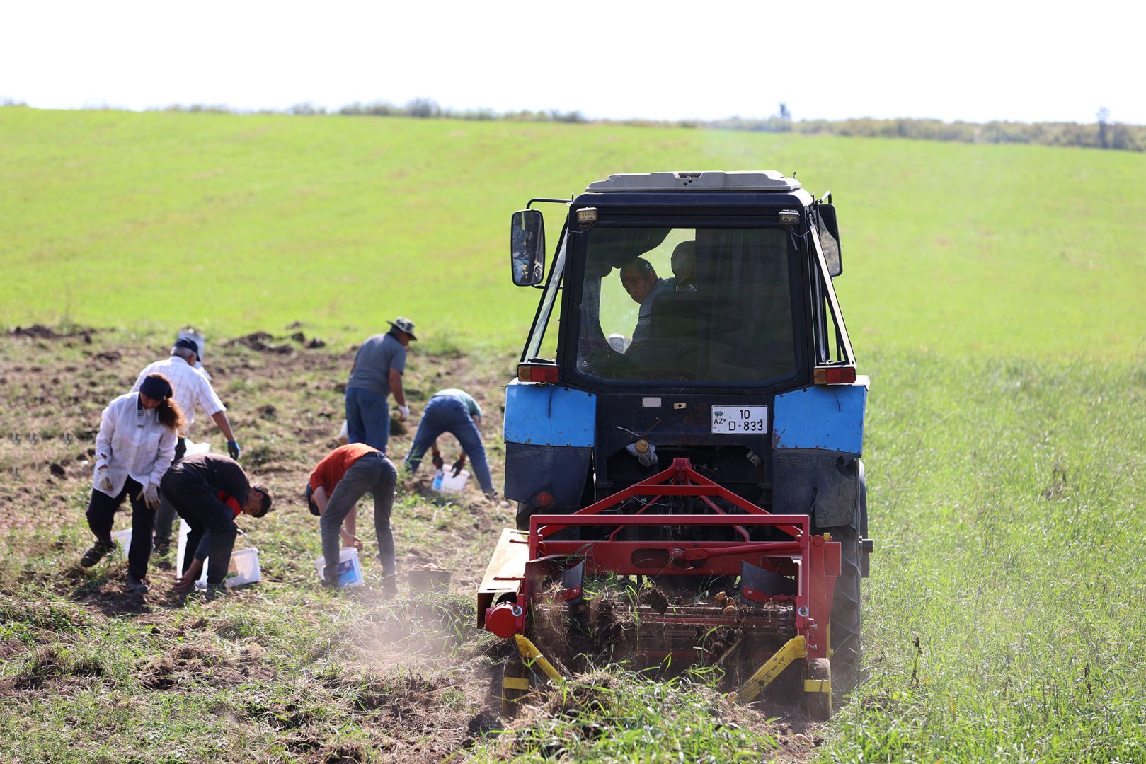 Support for dev't of potato farming in Dashkasan project of AzerGold CJSC finished successfully (PHOTO/VIDEO)