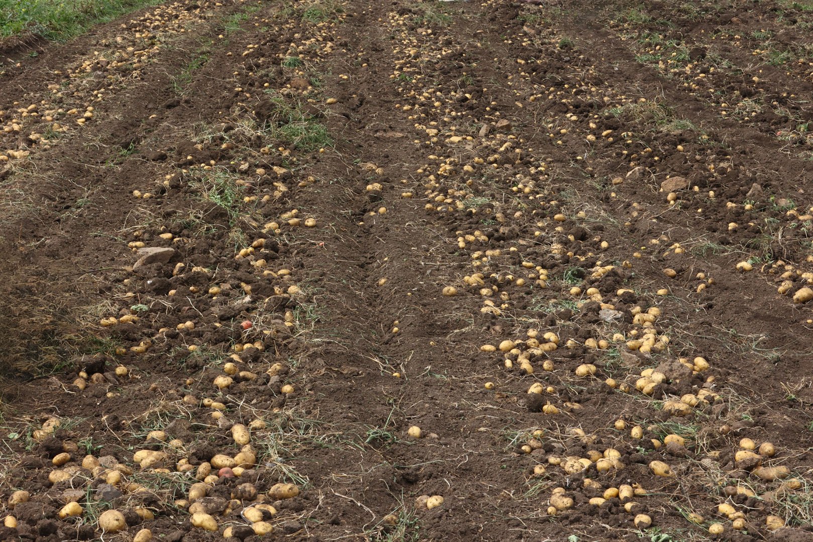 Support for dev't of potato farming in Dashkasan project of AzerGold CJSC finished successfully (PHOTO/VIDEO)