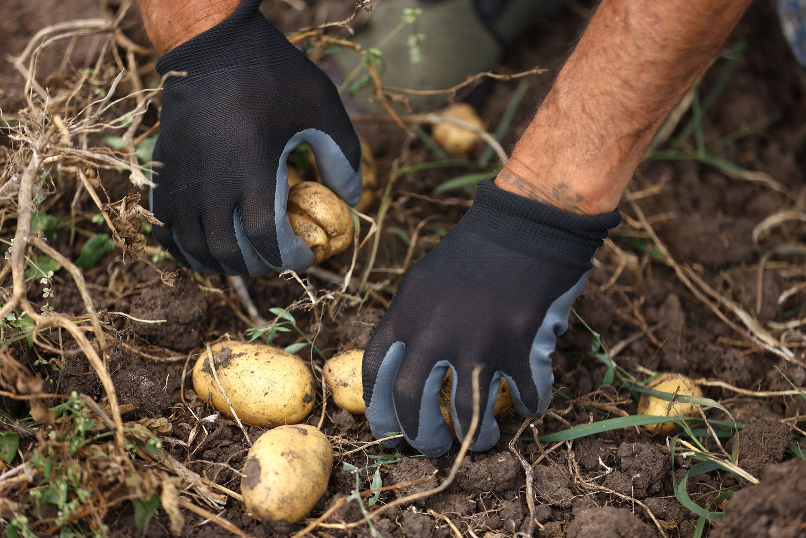 Support for dev't of potato farming in Dashkasan project of AzerGold CJSC finished successfully (PHOTO/VIDEO)